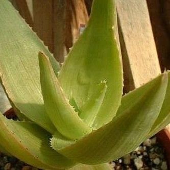 Aloe Ibitiensis