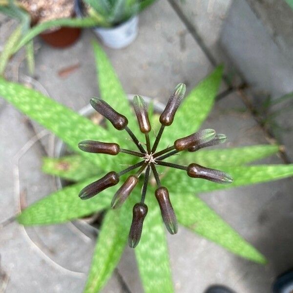 Aloe Kilifiensis