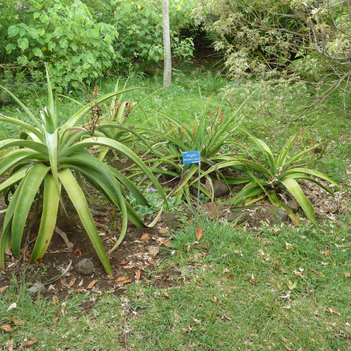 Aloe Macra