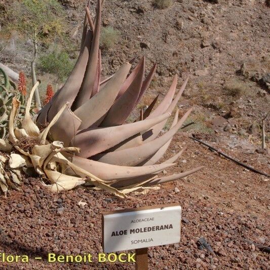 Aloe Molederana
