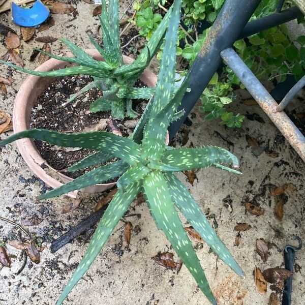 Aloe Nyeriensis