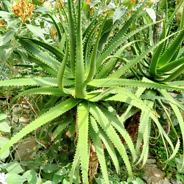 Aloe Palmiformis