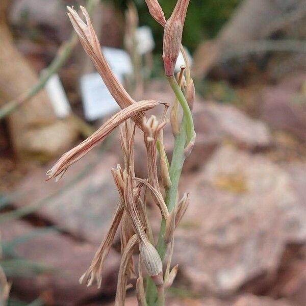 Aloe Parvula