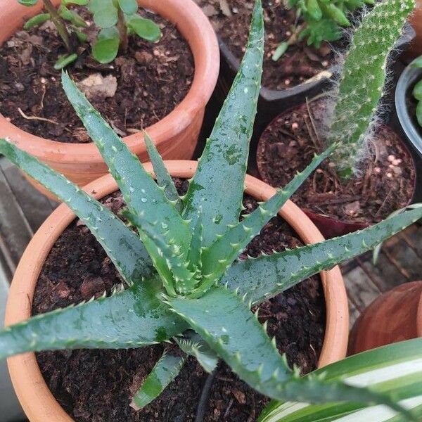 Aloe × Spinosissima