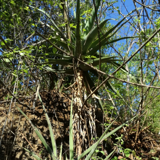 Aloe Volkensii