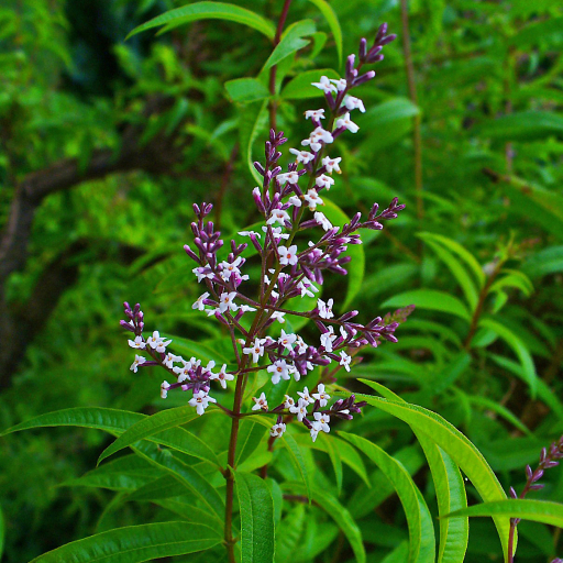 Aloysia Citriodora