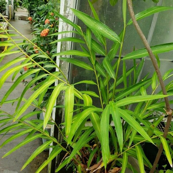 Alpinia Elegans