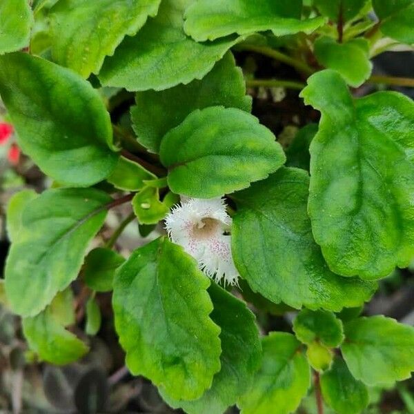 Alsobia Dianthiflora