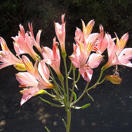 Alstroemeria Ligtu