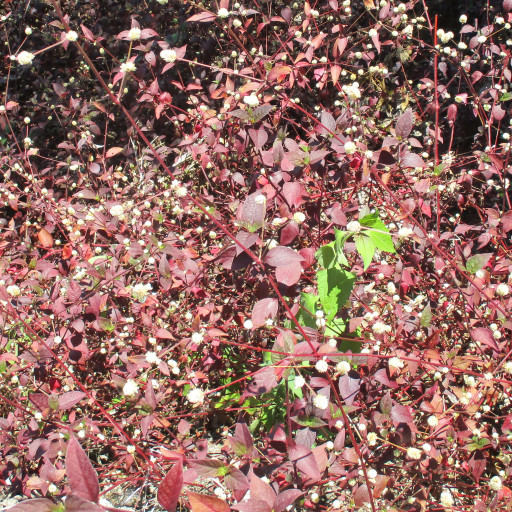 Alternanthera Brasiliana
