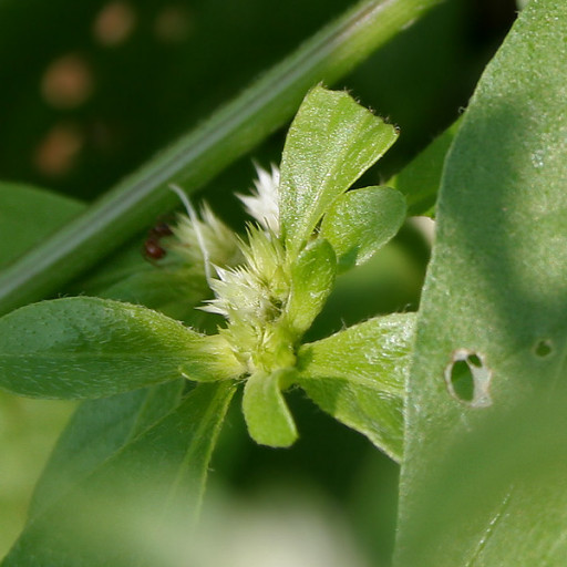 Alternanthera Ficoidea