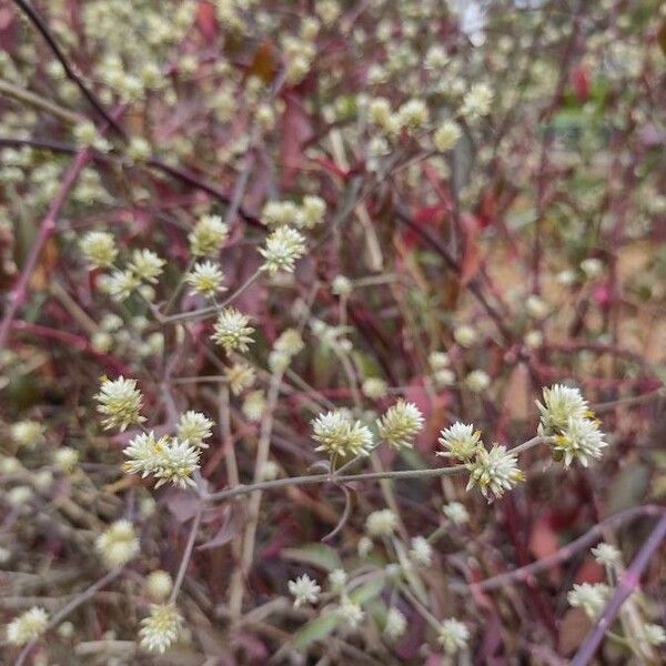 Alternanthera Flavescens