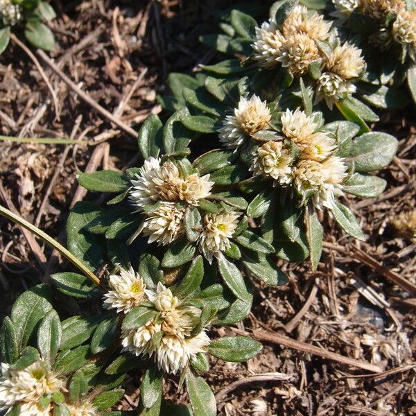 Alternanthera Paronychioides