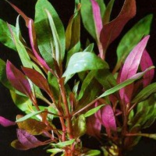 Alternanthera Reineckii