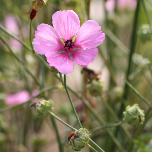 Althaea Cannabina