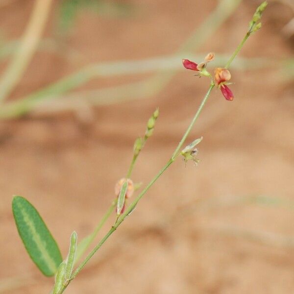 Alysicarpus Ovalifolius