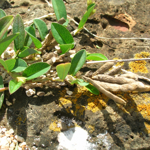 Alysicarpus Vaginalis