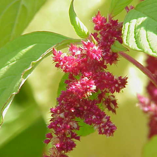 Amaranthus
