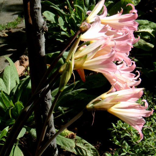 Amaryllis Belladonna