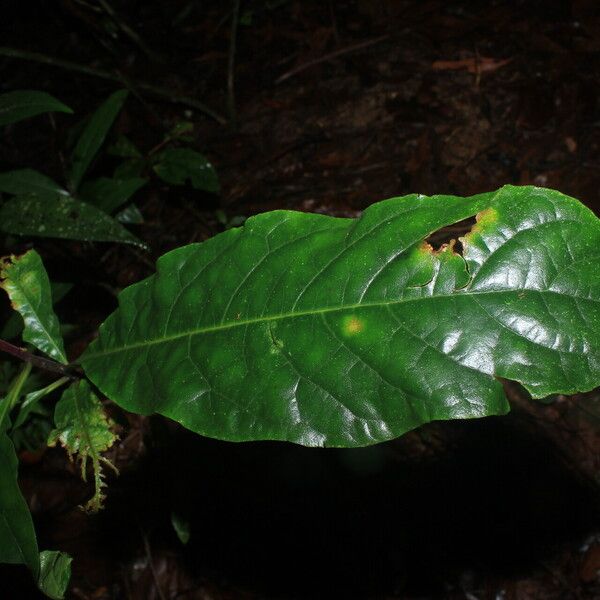 Amasonia Arborea Care Guide: Water, Soil & Propagation - Plantiary