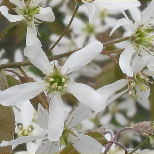 Amelanchier Canadensis