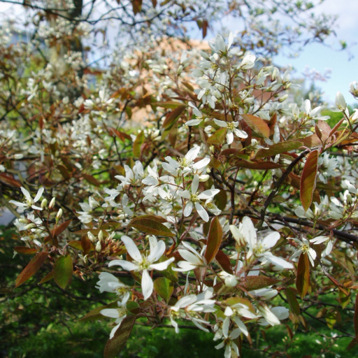 Amelanchier Lamarckii