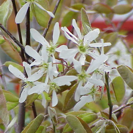 Amelanchier