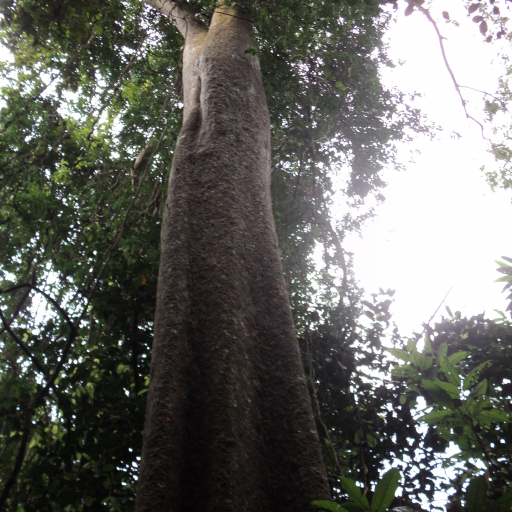 Amesiodendron Chinense