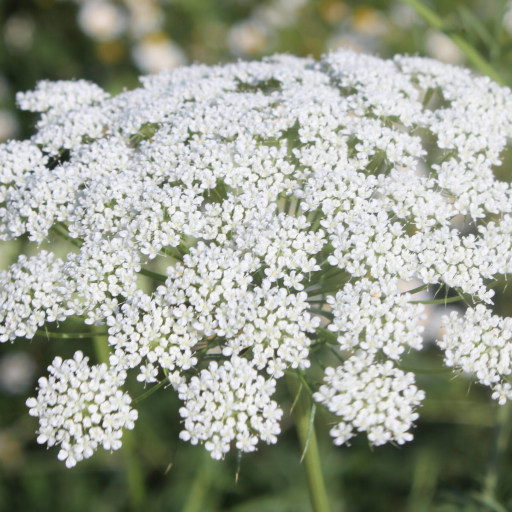 Ammi Majus