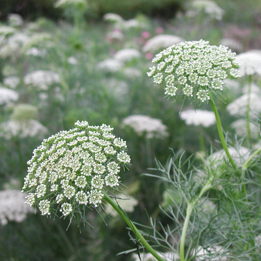 Ammi Visnaga