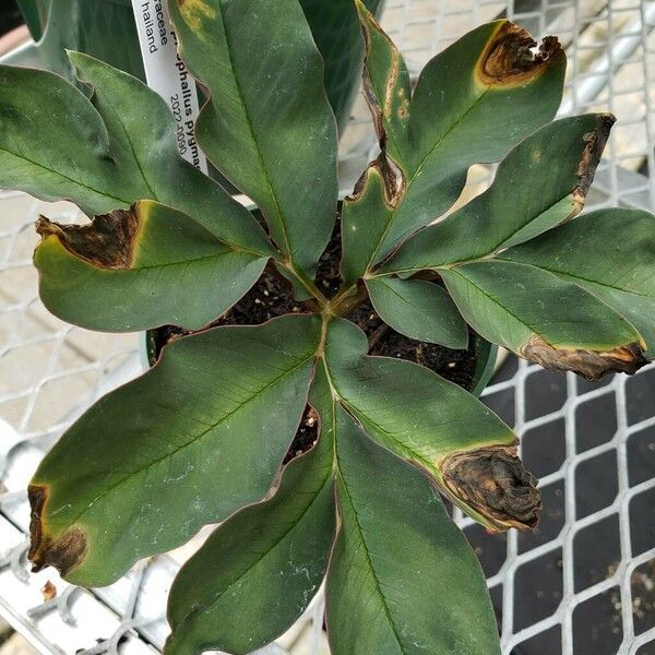 Amorphophallus Pygmaeus