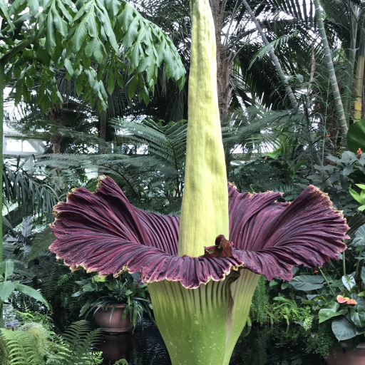 Amorphophallus Titanum