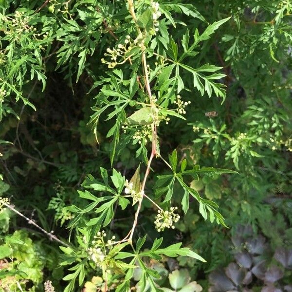 Ampelopsis Aconitifolia