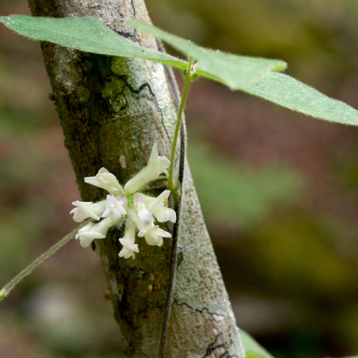 American Hog-Peanut