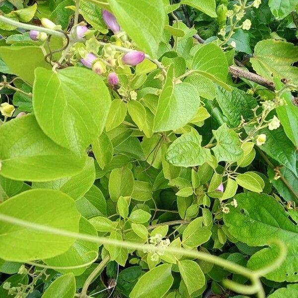 Amphilophium Paniculatum