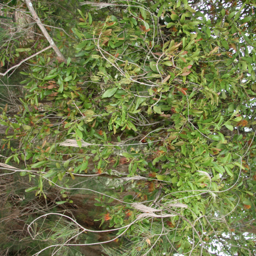 Amyema Congener Plant Care & How to Grow, Water