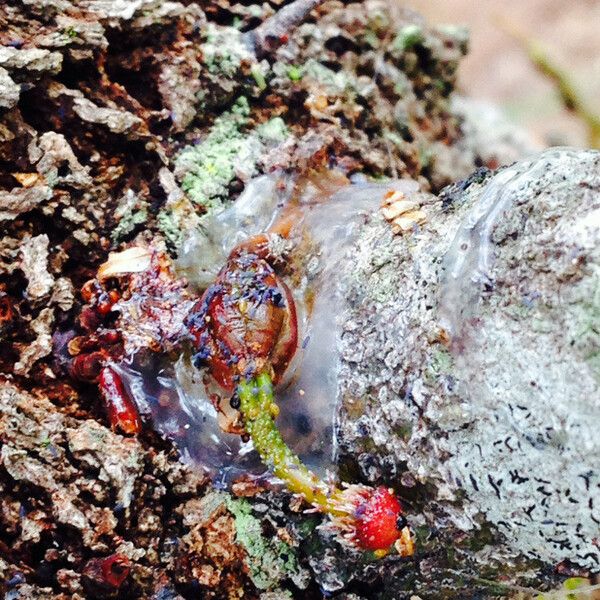 Amylotheca Dictyophleba