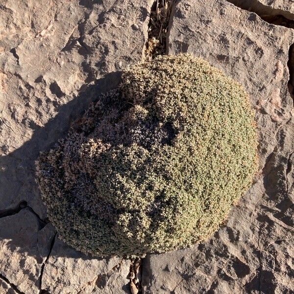Anabasis Aretioides Care Guide: Water, Soil & Propagation - Plantiary
