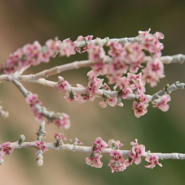 Anabasis Oropediorum