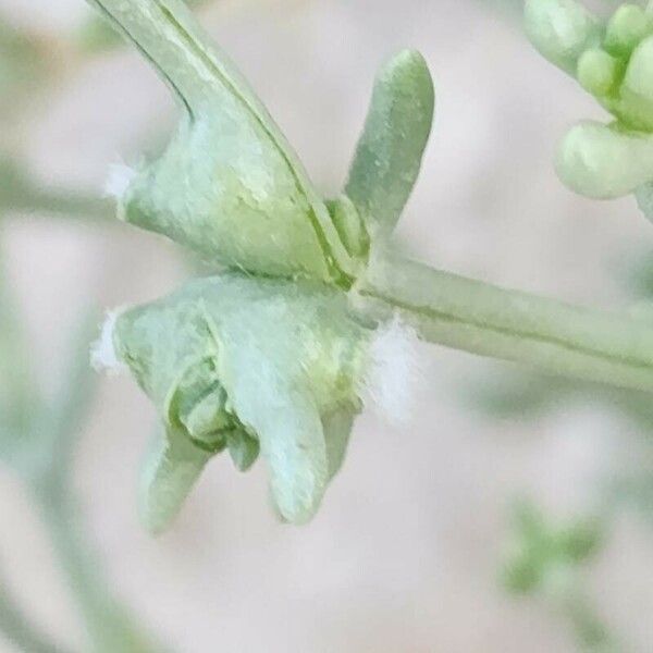 Anabasis Setifera Care Guide: Water, Soil & Propagation - Plantiary