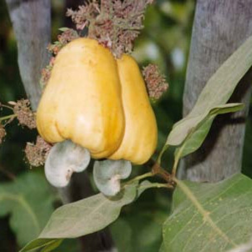 Anacardium Occidentale