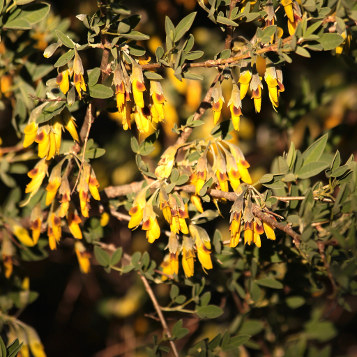 bean-clover-anagyris-foetida-care-guide-water-soil-propagation