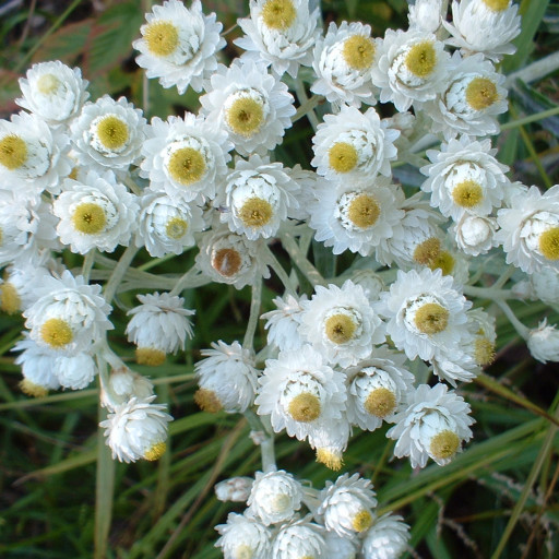 Anaphalis Margaritacea