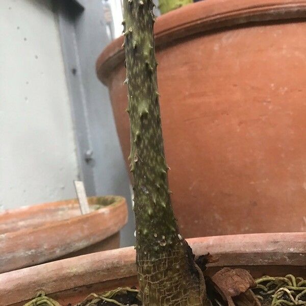 Anchomanes Difformis