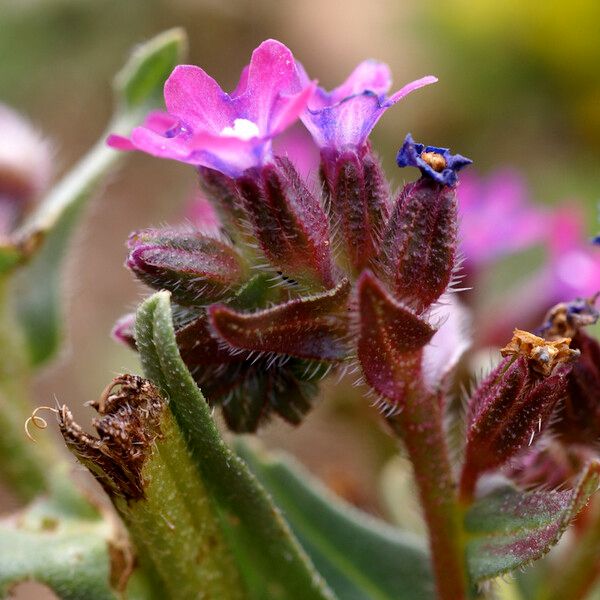 Anchusa Atlantica