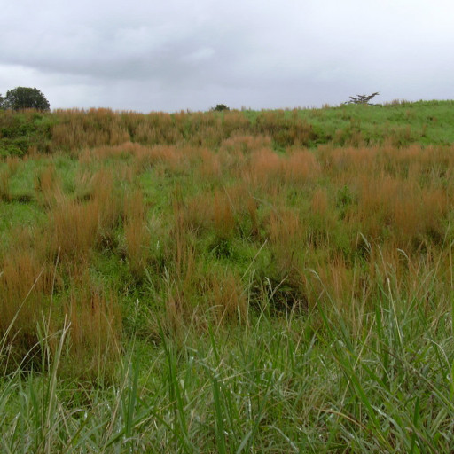 Andropogon Virginicus
