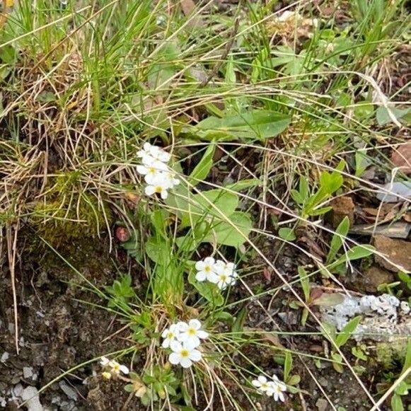 Androsace Chamaejasme