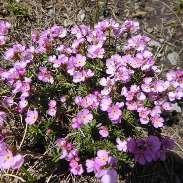 Androsace Halleri Care Guide: Water, Soil & Propagation - Plantiary