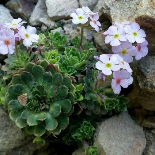 Androsace Sempervivoides Care Guide: Water, Soil & Propagation - Plantiary