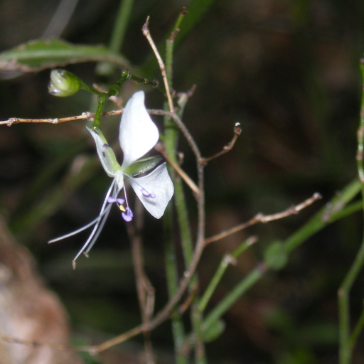 Pointed Aneilema (Aneilema Acuminatum) Plant Care & How to Grow, Water